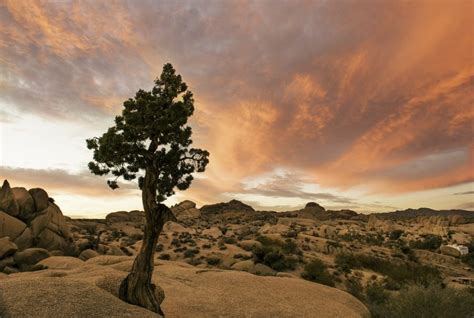 Climbing & Desert Camping at Jumbo Rocks Campground in Joshua Tree