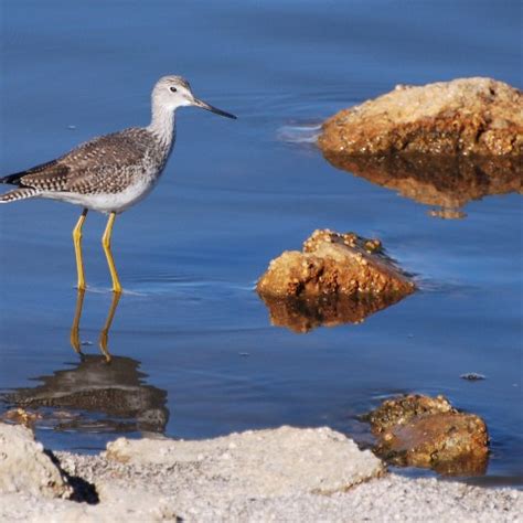 Sonny Bono Salton Sea National Wildlife Refuge – WHSRN