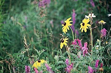 WorldWeb.com Photo: Wild Flowers, New Brunswick. | Wild flowers, Flowers, New brunswick