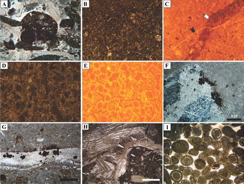 Diagenetic processes that affected the Dariyan Formation sediments, A ...