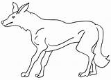 Printable Coyote Coloring Pages For Kids  Cool2bKids sketch template