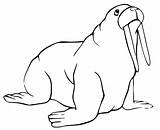 Walrus 7 Coloring Page  Free Printable Pages For Kids sketch template