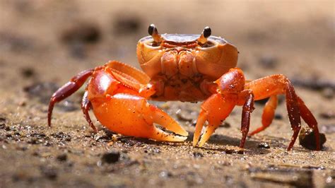 Crab Wallpapers - Wallpaper Cave