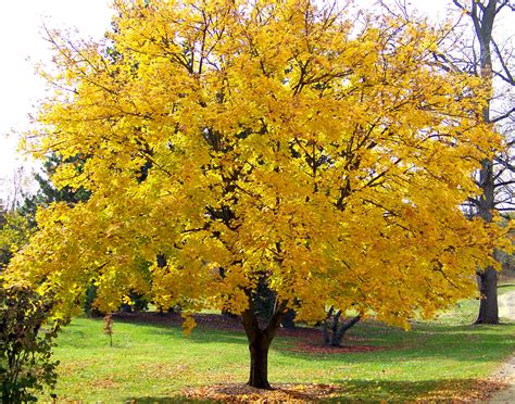 Yellow Maple Tree Free Stock Photo - Public Domain Pictures