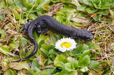 Scheme to Create Ponds for Newts – Sworders