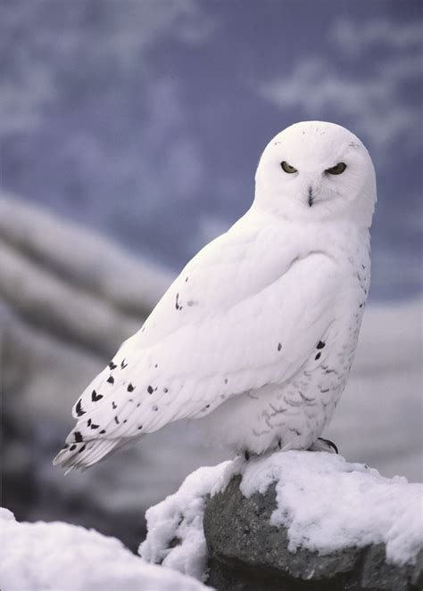 5 Interesting Facts About Snowy Owls | Hayden's Animal Facts