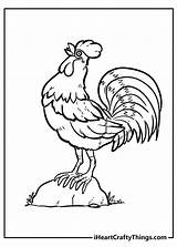 Chicken And Rooster Coloring Pages sketch template