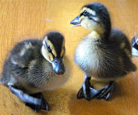 What I Have Learned About Rouen Ducklings as a Newb | Anna Banana ... | Ducklings, Rouen duck, Rouen