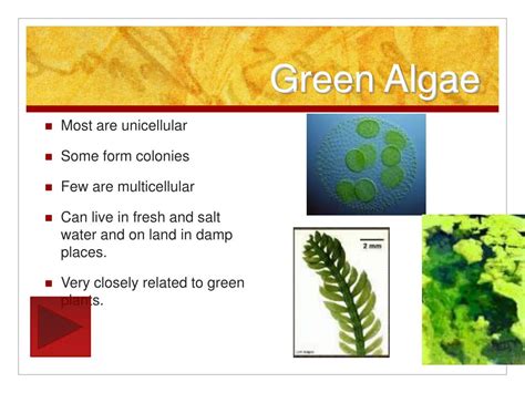 PPT - Kingdom: Protista PowerPoint Presentation, free download - ID:642663