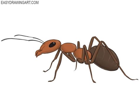 How to Draw an Ant | Easy Drawing Art | Ants, Fly drawing, Animal illustration
