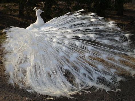 albino peacock - Albino Animals Photo (26936258) - Fanpop