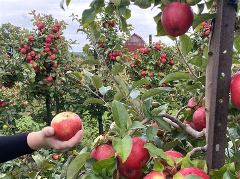 Apple Picking Places: 15+ Favorite Apple Orchards in West Michigan - grkids.com