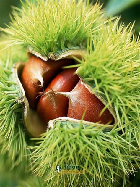 Sweet Chestnut European chestnut Tree Castanea sativa 10 | Etsy