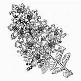 Premium Vector  Plant Lagerstroemia Indica Crape myrtle sketch template