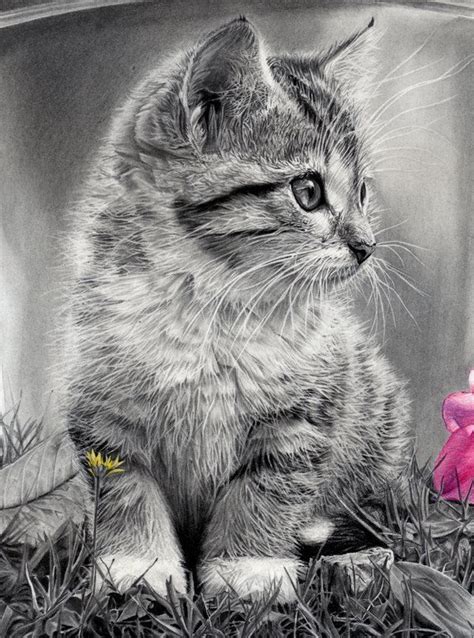 renardiere | Cat art, Pencil drawings of animals, Animal drawings