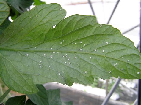 The sly whitefly is a tricky tomato pest – Marin Independent Journal