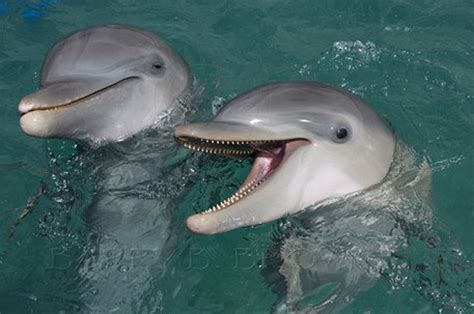 dolphin-smile | Baby Animal Zoo