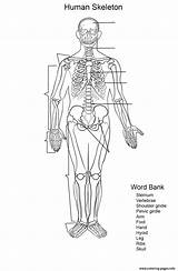 Skeletal System Coloring Pages  Learny Kids sketch template