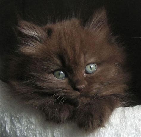 1000+ images about Cats: British longhair on Pinterest | Boys, British and Kittens