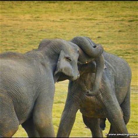 Nature and Wildlife in Sri Lanka | AmazingLanka.com