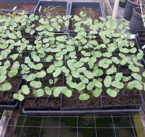 Organic Cotton Seedlings - The Cotton Man