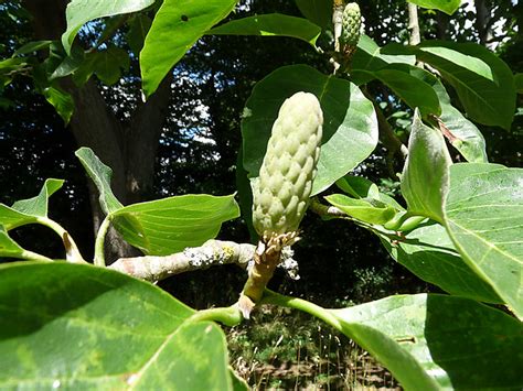 Cucumber Tree - Magnolia acuminata | Flickr - Photo Sharing!