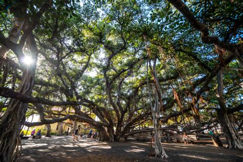 16,800+ Banyan Tree Stock Photos, Pictures & Royalty-Free Images - iStock