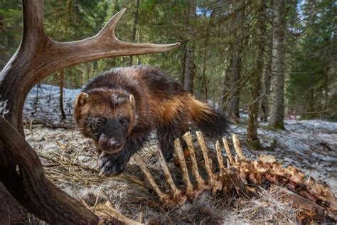 Wolverines battle to survive as climate change poses a new threat | Habitats, Waterton lakes ...