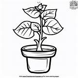 Plant Life Cycle Coloring Page Collection sketch template