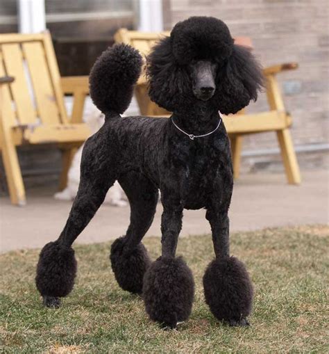 De 143 bästa Grooming a Poodle instructions/Video-bilderna på Pinterest ...