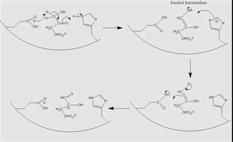 This is the triose phosphate isomerase mechanism. | Chegg.com