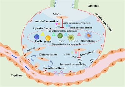 Frontiers | Transplantation of Mesenchymal Stem Cells: A Potential ...