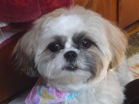 Teddy Bear, my Shih Tzu Shih Tzus, Shaggy, Teddy Bear, Dogs, Animals ...