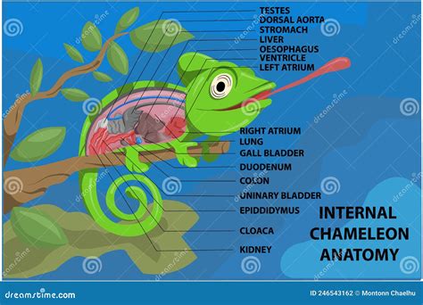 Chameleon Anatomy