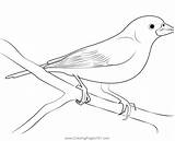 Purple Finch On Tree Coloring Page For Kids  Free Finches Printable sketch template
