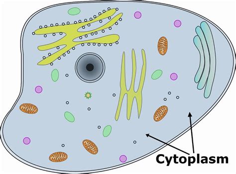 What Is Cytosol? How Is It Different From Cytoplasm? » ScienceABC