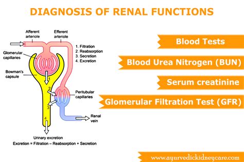 Renal Function Test Abbreviation | Ayurvedic Medicine