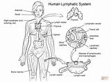 Human Body Systems Coloring Pages At GetDrawings  Free Download sketch template