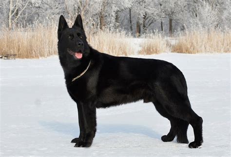 East European Shepherd: Temperament, Care, Training, Diet, Pics