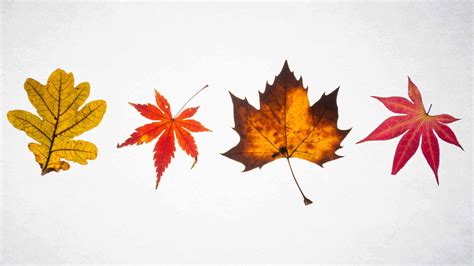 Everyday Philosophy: Why we pay attention to autumn leaves - The New ...