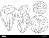 Lettuce Clipart Black And White Free Pictures sketch template