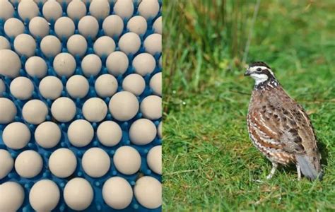 25+ NORTHERN BOBWHITE Quail Fertile Hatching Eggs! NPIP Cert - FREE ...