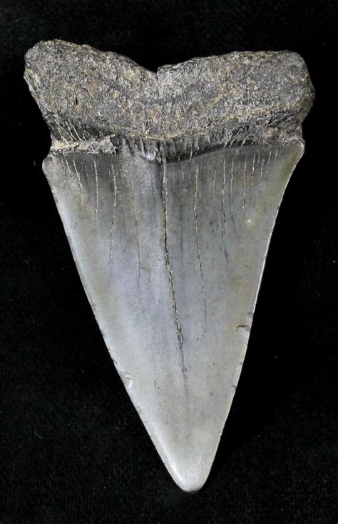 Large Fossil Mako Shark Tooth - 2.43" For Sale (#20757) - FossilEra.com