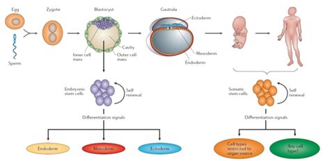 Embryonic and somatic stem cells as a source of genetic medicines ...