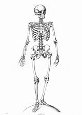 Skeleton Coloring Pages To Print Sketch Page sketch template