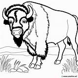 Disegno Da Colorare Bisonte Disegni E Sta  Vrogueco sketch template