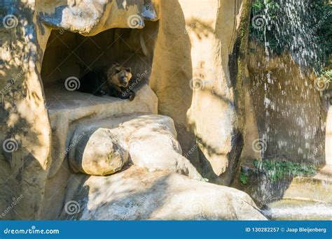 Brown Grizzly Bear Sitting in His Cave in the Mountains with a ...