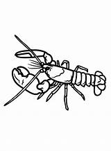 Crawfish Coloring Pages Printable For Free Download sketch template