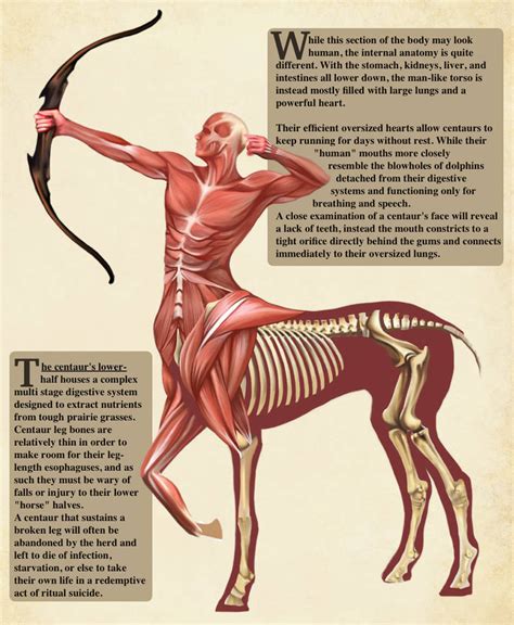 Centaur Anatomy- Natural History of the Fantastic by Christopher-Stoll ...