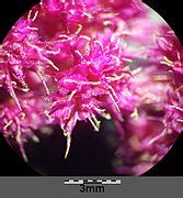 Amaranthus caudatus – Wikimedia Commons